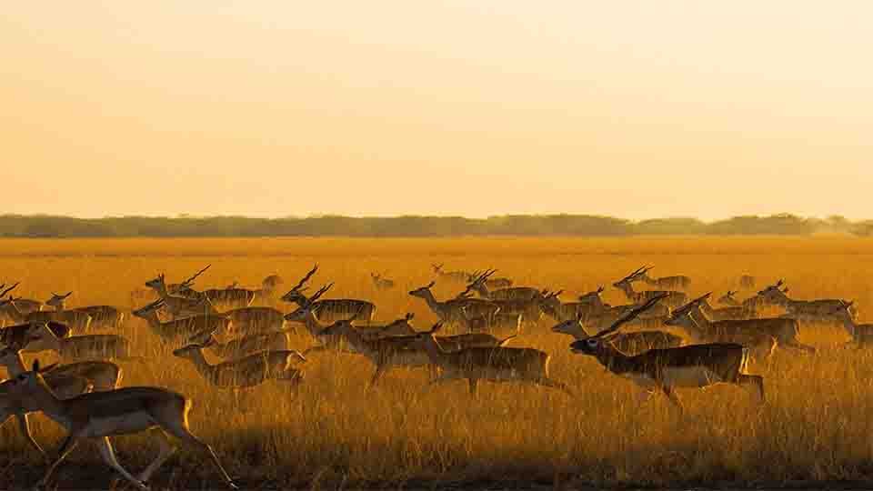 A large herd of blackbucks moving gracefully through the golden grasslands of Velavadar National Park, Gujarat, India, during a serene sunset, creating a magical and dynamic wildlife scene.