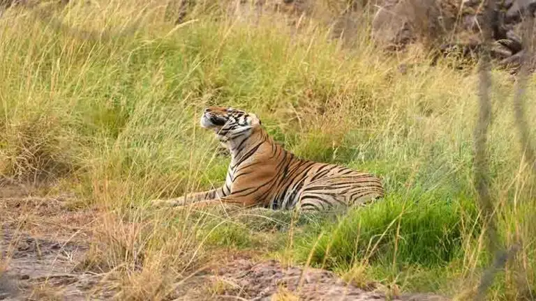 Fauna in Bandhavgarh - Mammals of Bandhavgarh