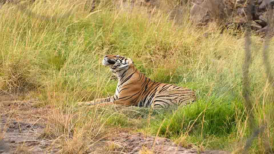 Fauna in Bandhavgarh - Mammals of Bandhavgarh
