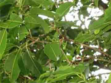 Jamun (Syzygium cumini)