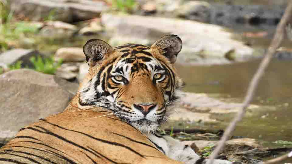 Kanha National Park - Places Nearby Bandhavgarh