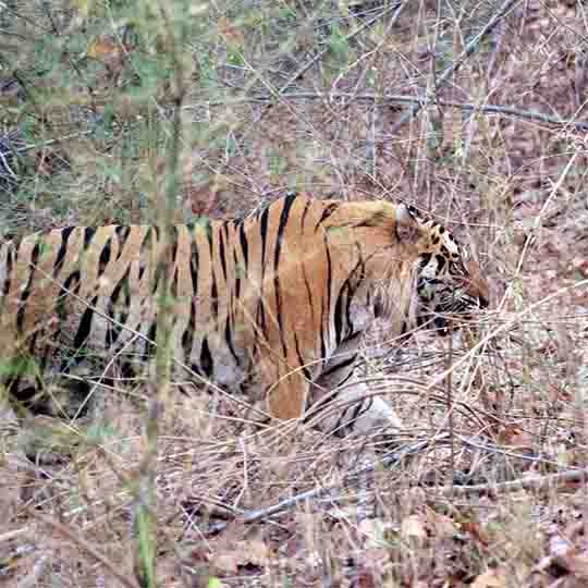 Tiger - Mammals of Bandhavgarh