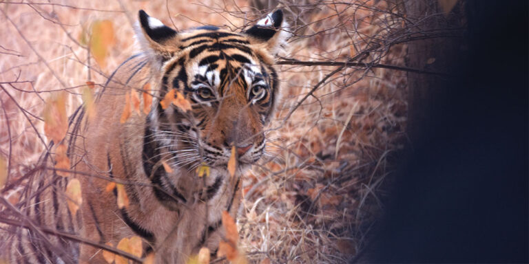 Must Know Facts About Tigers - India Tiger Safari