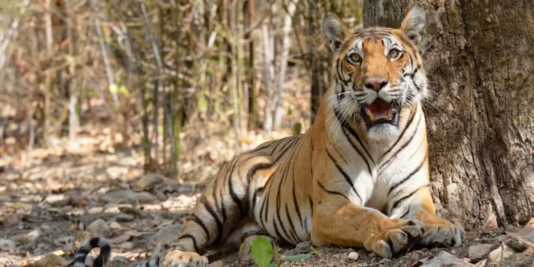 A majestic Bengal tiger lounging near a tree.