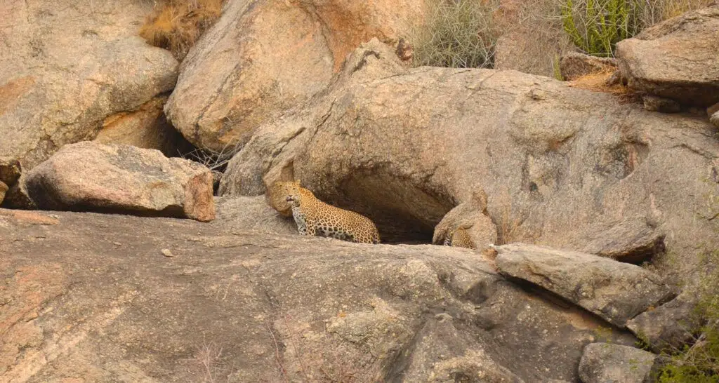 A leopard stands on large, rough rocks in Bandhavgarh. Its spotted coat helps it blend into the rocky surroundings, showing how well it can hide in its natural habitat. The scene is calm and highlights the leopard’s ability to live and move through this wild landscape.