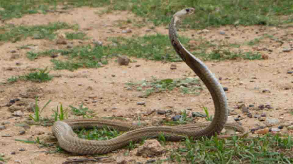 Reptiles of Bandhavgarh