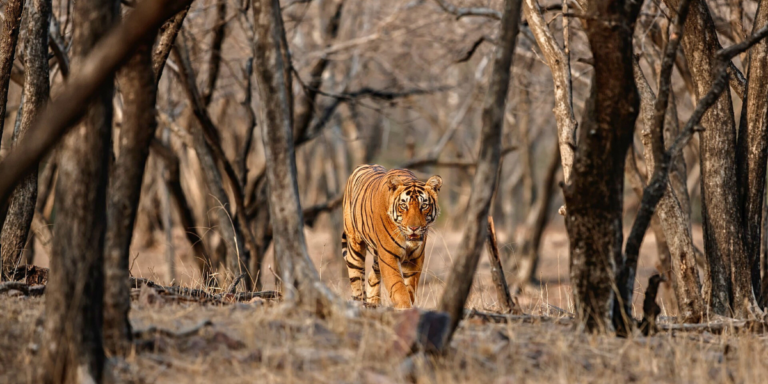 About the Royal Bengal Tiger