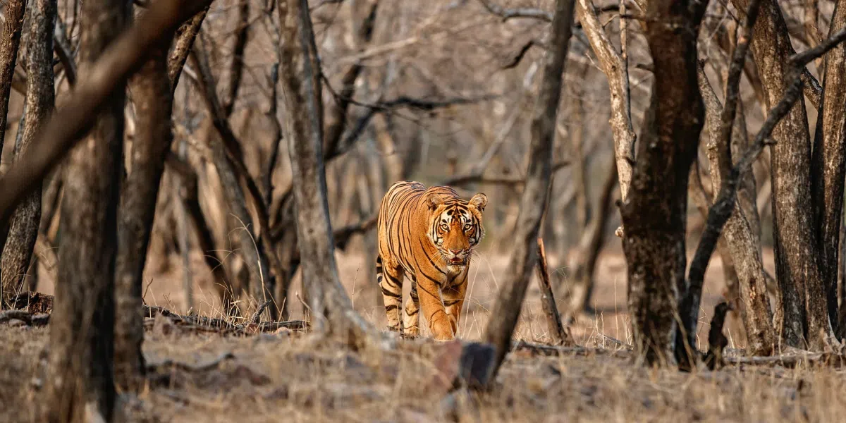 A stunning tiger walking through the forest