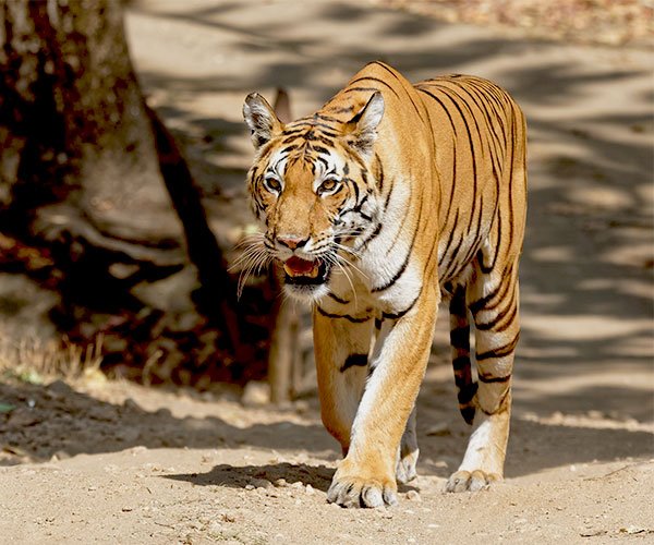 A Bengal tiger walking towards the camera on a dirt path in a sunlit forest. The tiger has a golden-orange coat with black stripes, and its mouth is slightly open, revealing sharp teeth. Shadows from trees create a dappled lighting effect on the ground