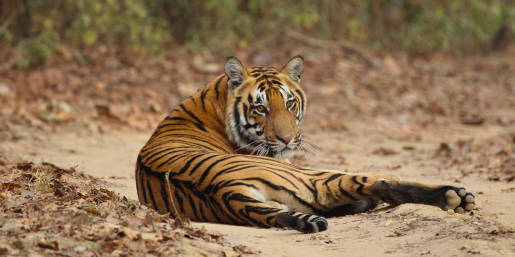 Tiger Population In India - Positive #1 Census Results