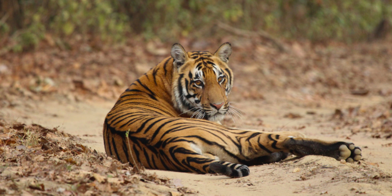 Tiger Population in India through the years