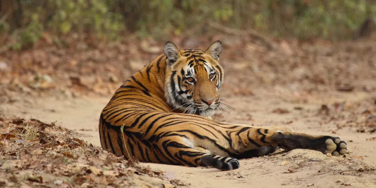 A majestic Bengal tiger resting on a forest path