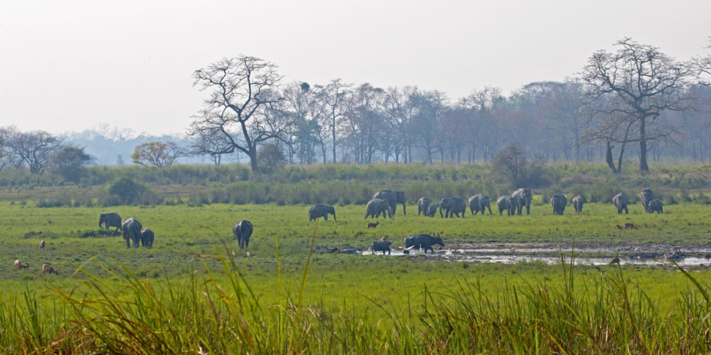 Walking Safari - Types of Safari in India