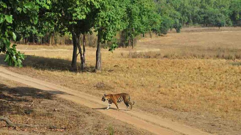 Wildlife in bandhavgarh
