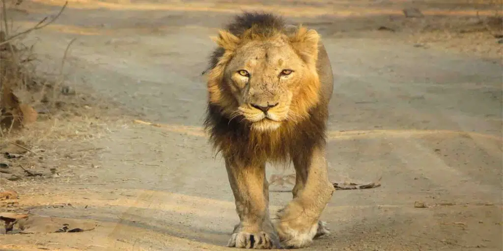 A powerful Asiatic lion walking confidently on a dirt path in Gir National Park, Gujarat, surrounded by a dry forest environment.