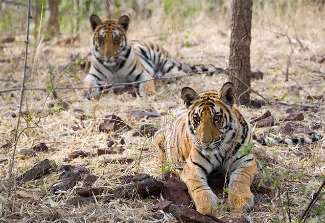 Two Bengal tigers resting in a forest clearing.