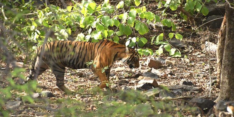 Bandhavgarh tiger during tiger safari tours