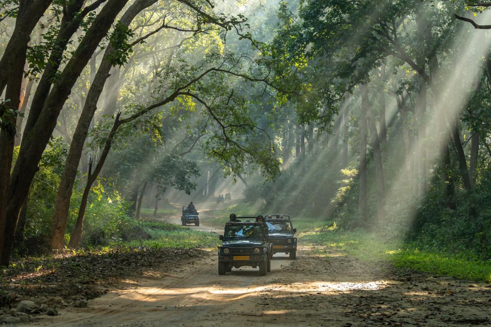 Best Wildlife Tour Operator in India offerings safaris in Indian Jungle by Rustic Trails India.