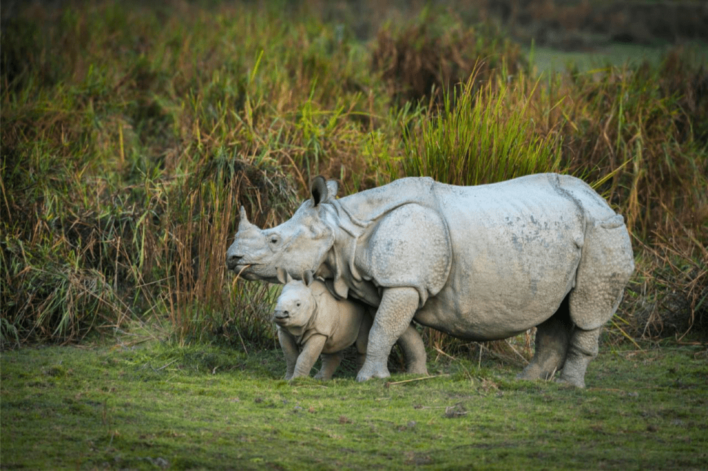 Big Five Safari Tour India