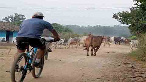 A cyclist wearing a blue shirt and cap rides along a dusty village road, surrounded by cattle being herded. The scene captures the essence of rural life with traditional houses, lush greenery, and a serene countryside atmosphere. The road is unpaved, adding to the rustic charm of the journey.