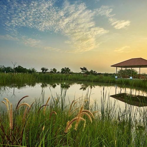 A scenic view of the Blackbuck Safari Lodge featuring a peaceful lake surrounded by tall grasses and lush greenery. A red-roofed open pavilion stands near the water, reflecting beautifully in the still lake. The golden hues of the sunset blend with the scattered clouds, creating a serene and picturesque atmosphere.