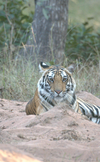 Bandhavgarh tiger