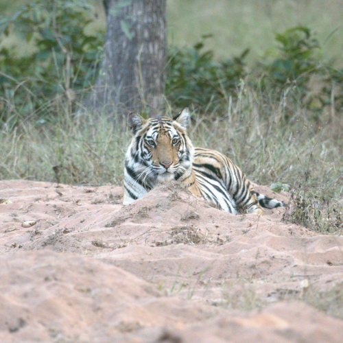 Bandhavgarh Travel Guide