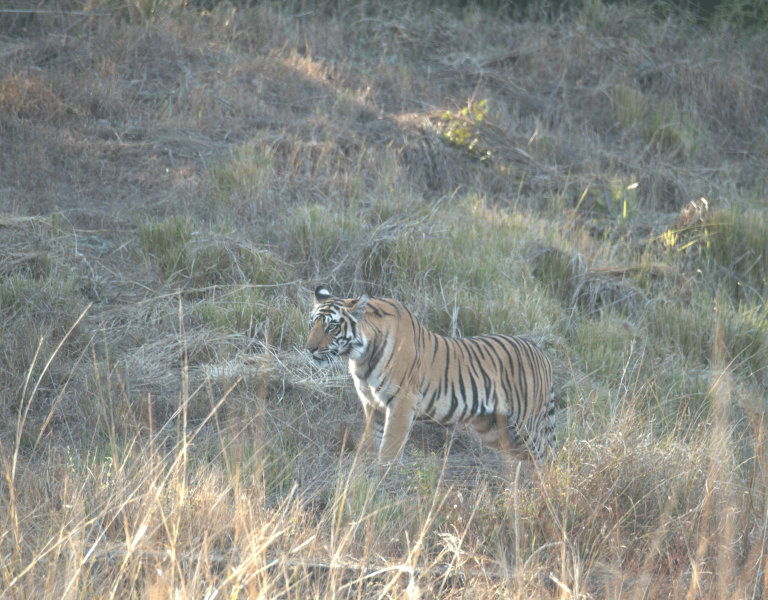 Bandhavgarh tiger meadows (2)