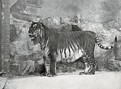 A black-and-white photograph of a tiger standing in an enclosure with rocky walls. The tiger has a strong, muscular build with dark stripes along its body. Its head is slightly turned to the side, and its tail is curved. A person can be seen in the background, possibly observing the tiger from a higher vantage point