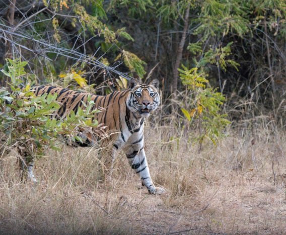 Luxury Tiger Safari in India