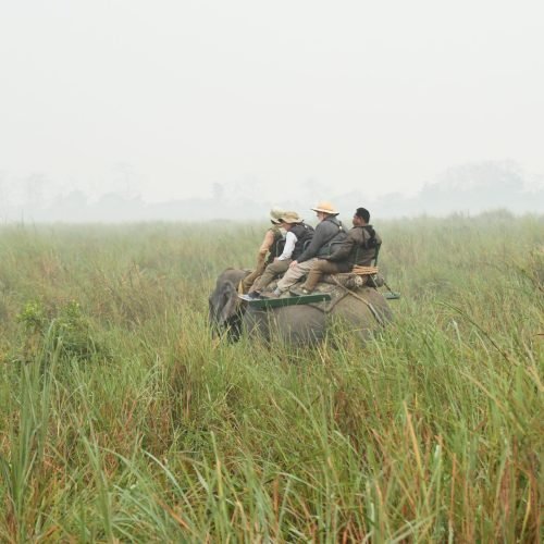 A group of tourists riding an elephant through a misty grassland during a wildlife safari. The riders, wearing hats and safari outfits, sit atop a wooden saddle while the mahout guides the elephant through the tall green grass. The foggy backdrop adds a sense of adventure and tranquility to the scene.