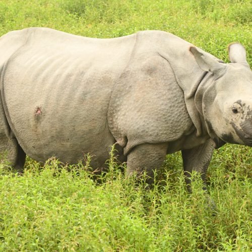 A one-horned rhinoceros standing in a lush green grassland. Its thick, armor-like skin is covered in natural folds and textures, and its strong, curved horn is prominently displayed. The rhino appears calm as it gazes ahead in its natural habitat.