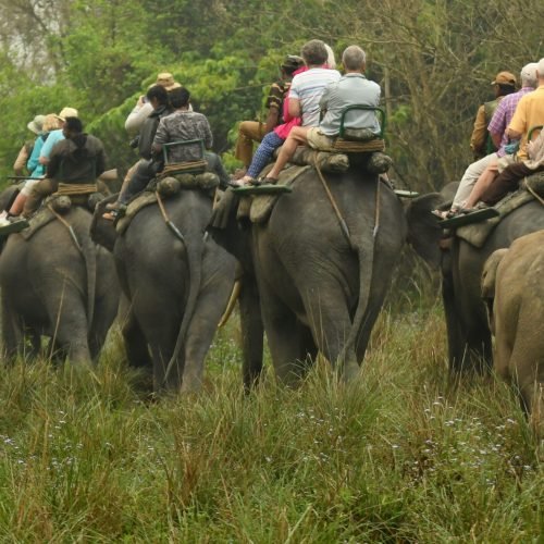 A group of tourists riding on elephants through a lush green forest during a wildlife safari. The elephants, carrying multiple riders on wooden saddles, walk through tall grass, accompanied by a baby elephant. The scene captures the essence of eco-tourism and adventure in a natural setting.