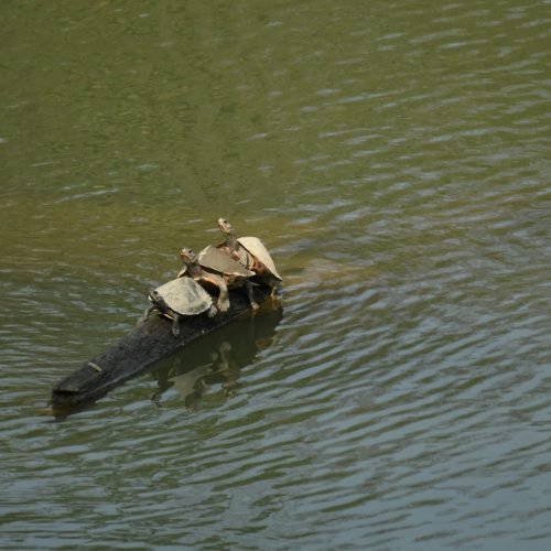 A group of turtles basking in the sun on a partially submerged log in a calm water body. The turtles appear to be enjoying the warmth as they rest closely together, while the gentle ripples on the water add to the serene atmosphere of the scene. A perfect display of wildlife in harmony with its natural habitat.