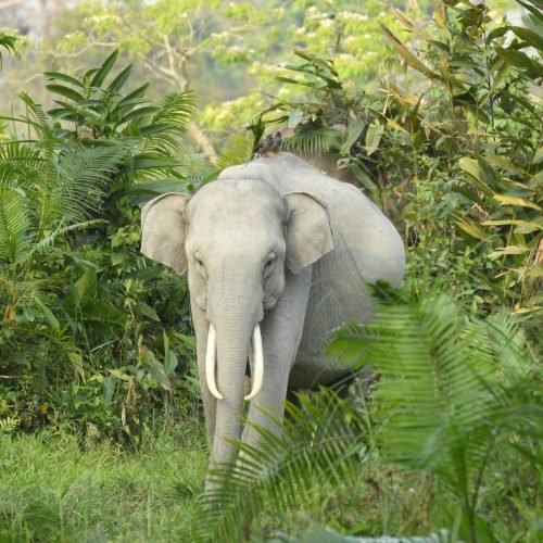 A majestic adult elephant with long, curved tusks standing amidst lush green vegetation in a dense jungle. The elephant's large ears and strong trunk are visible as it gazes forward, blending harmoniously with the surrounding tropical foliage.