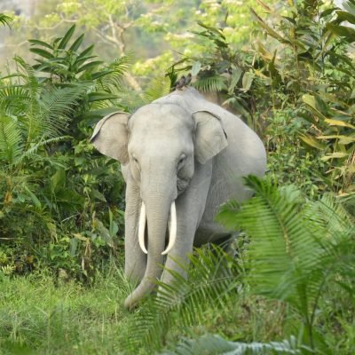 A magnificent elephant standing amidst lush green vegetation in Kaziranga National Park, India, with a small bird perched on its back, surrounded by dense tropical foliage.