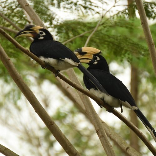 A pair of Oriental Pied Hornbills perched gracefully on a tree branch, their striking black-and-white plumage and distinctive yellow casques standing out against the lush green backdrop. These magnificent birds, known for their strong pair bonds, symbolize the beauty and harmony of nature. Their watchful eyes and sharp beaks highlight their keen adaptability in the wild.