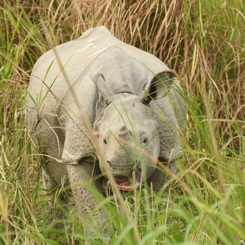 A young Indian rhinoceros standing in tall green grass, partially obscured by vegetation. The rhino has thick, grayish skin with characteristic folds, giving it an armored appearance. Its ears are perked up, and its mouth is slightly open, appearing to be in motion in a natural grassy habitat.