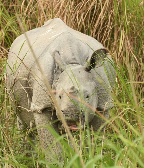 A young Indian rhinoceros standing in tall green grass, partially obscured by vegetation. The rhino has thick, grayish skin with characteristic folds, giving it an armored appearance. Its ears are perked up, and its mouth is slightly open, appearing to be in motion in a natural grassy habitat.