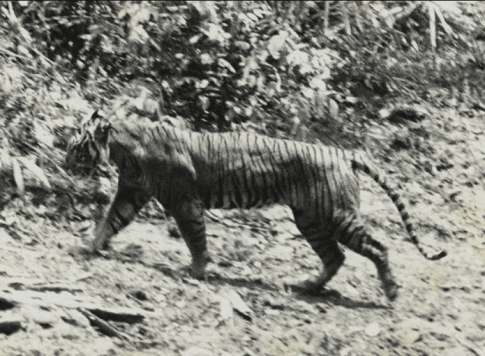 A black-and-white photograph of a tiger walking through a forested area with dense vegetation in the background. The tiger's body is covered in dark stripes, and its posture suggests movement as it strides forward on uneven terrain