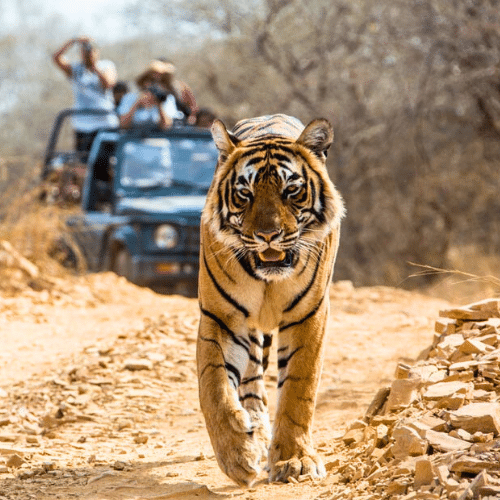 Jim Corbett Tiger
