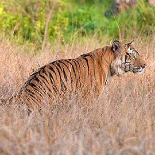 Tiger watching predator