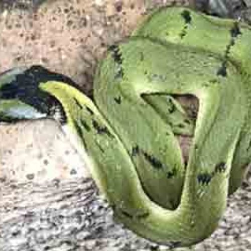 Green Keelback Snake - Reptiles of Bandhavgarh