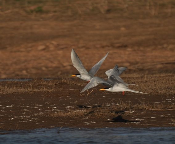 Birds of satpura national park