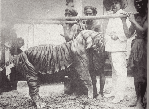 Alt text: A historical black-and-white photograph showing a group of men posing with a dead tiger. The tiger is suspended from a wooden pole carried by two individuals. One man, dressed in a white colonial-era outfit with a wide-brimmed hat, stands next to the tiger, while others, possibly local hunters or guides, stand behind him. The background appears to be an outdoor setting, possibly near a hunting camp or settlement.