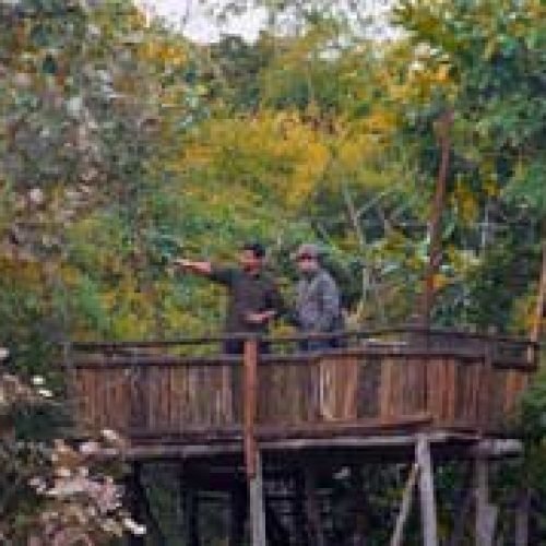 Tree House Hideaway 4