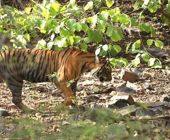 Bandhavgarh tiger during tiger safari tours