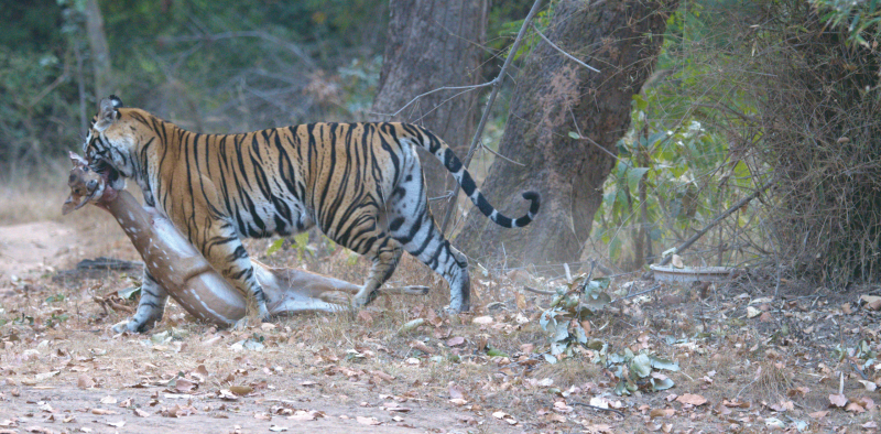 bandhavgarh travel guide