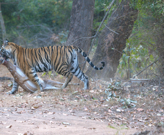 bandhavgarh travel guide