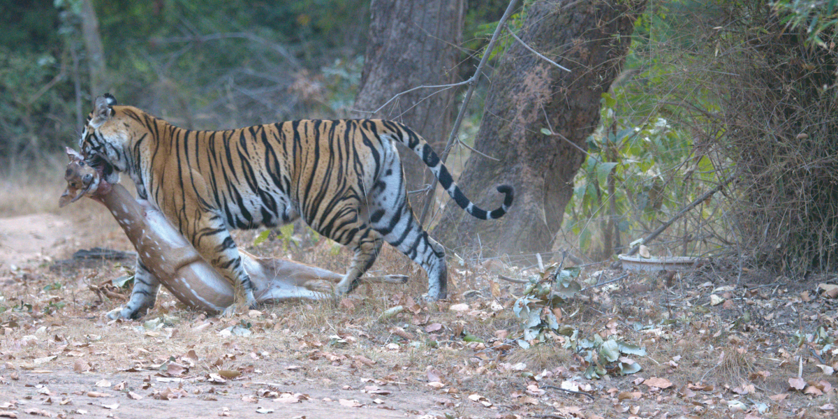 bandhavgarh travel guide bandhavgarh travel guide